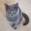 SHAKIRA<br><span class="catab">Age: 5 months<br>Gender: Female/Spayed<br>Breed: British Shorthair (blue)<br>Coat: Long</span>